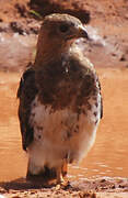 Red-necked Buzzard