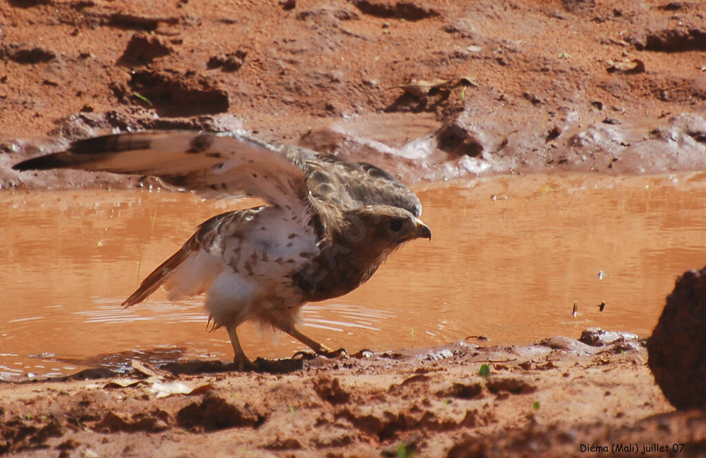 Red-necked Buzzard