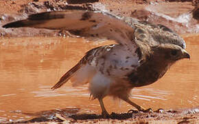 Red-necked Buzzard