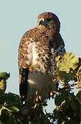 Red-necked Buzzard