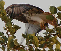 Red-necked Buzzard