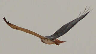 Red-necked Buzzard