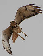 Red-necked Buzzard