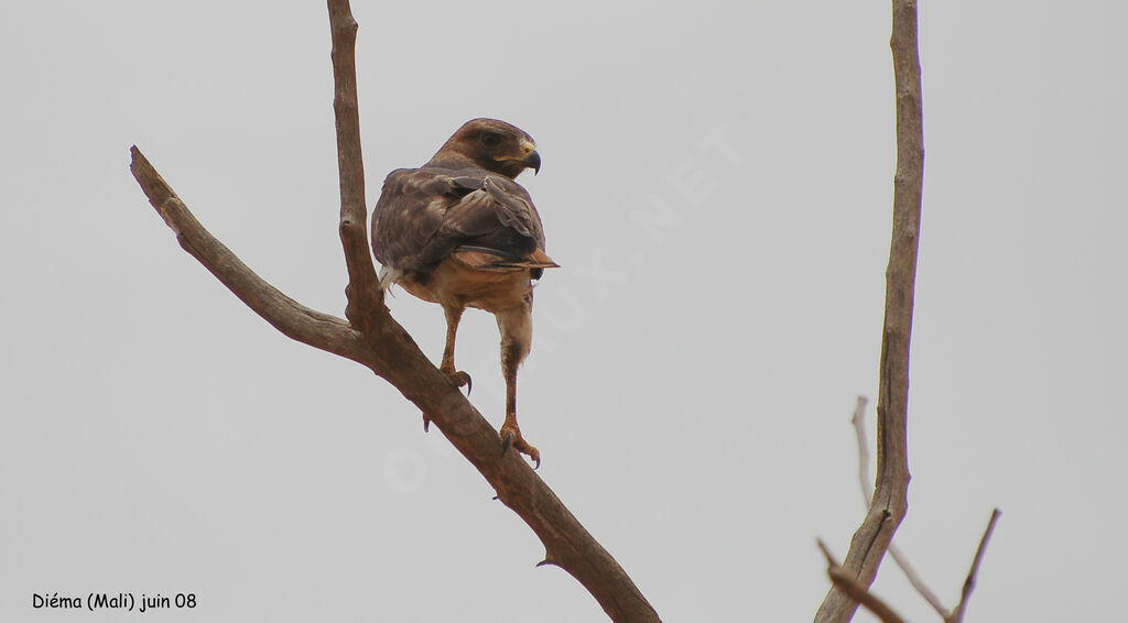 Red-necked Buzzard