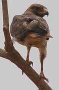 Red-necked Buzzard