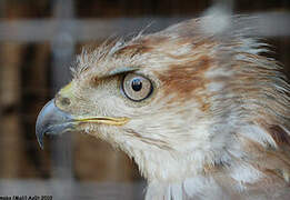 Red-necked Buzzard