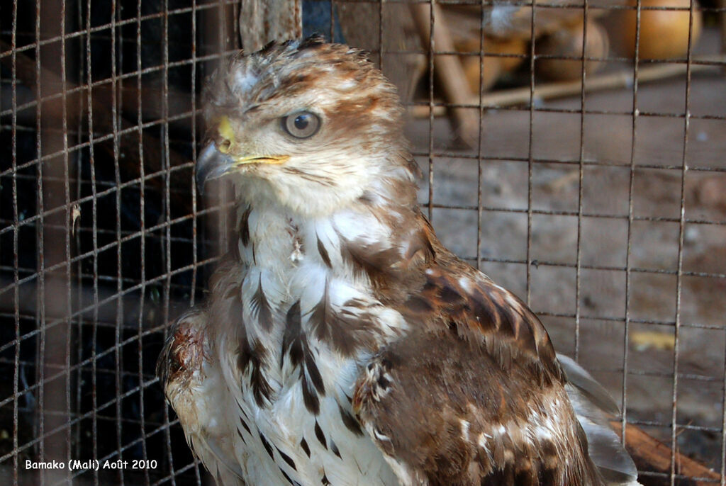 Red-necked Buzzardjuvenile