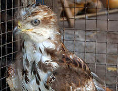 Red-necked Buzzard