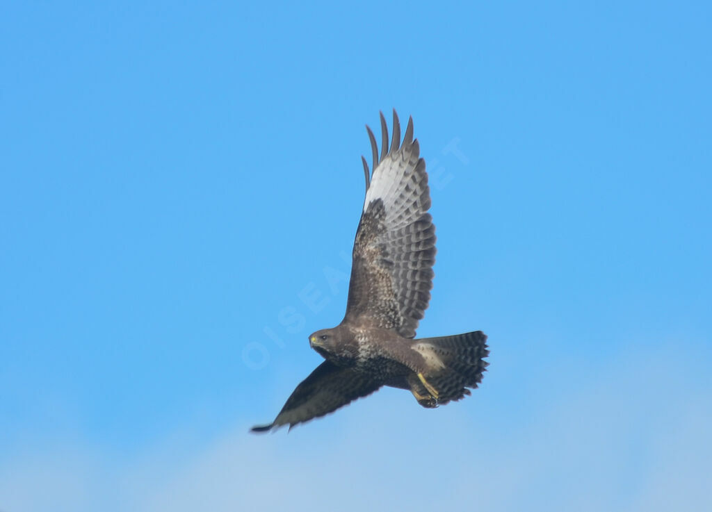 Common Buzzardadult, Flight