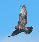 Common Buzzard