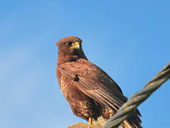 Buse variable