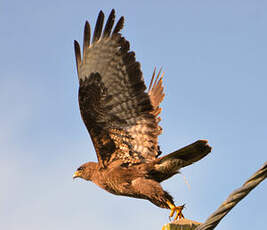 Buse variable