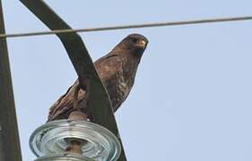 Common Buzzard