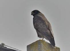 Common Buzzard