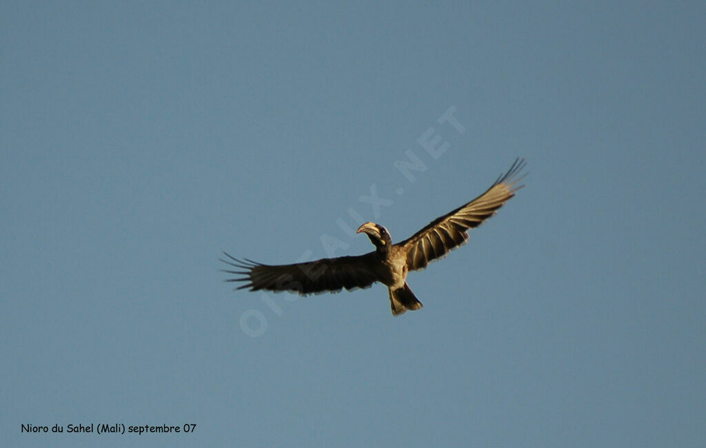 African Grey Hornbill