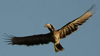 African Grey Hornbill