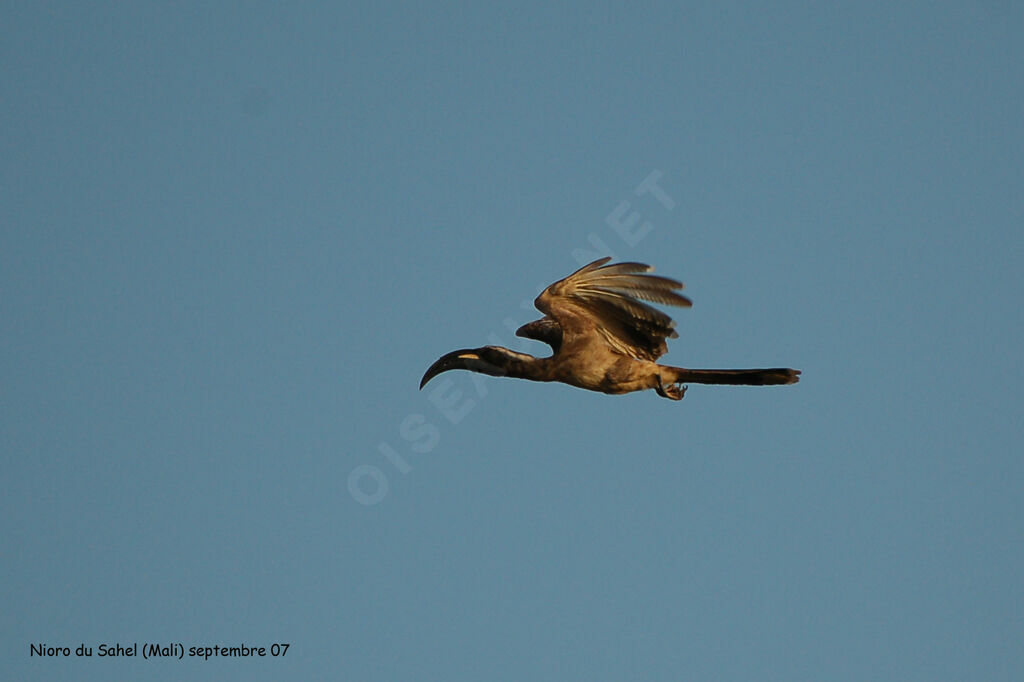 African Grey Hornbill