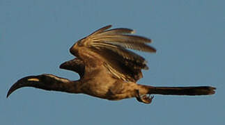 African Grey Hornbill