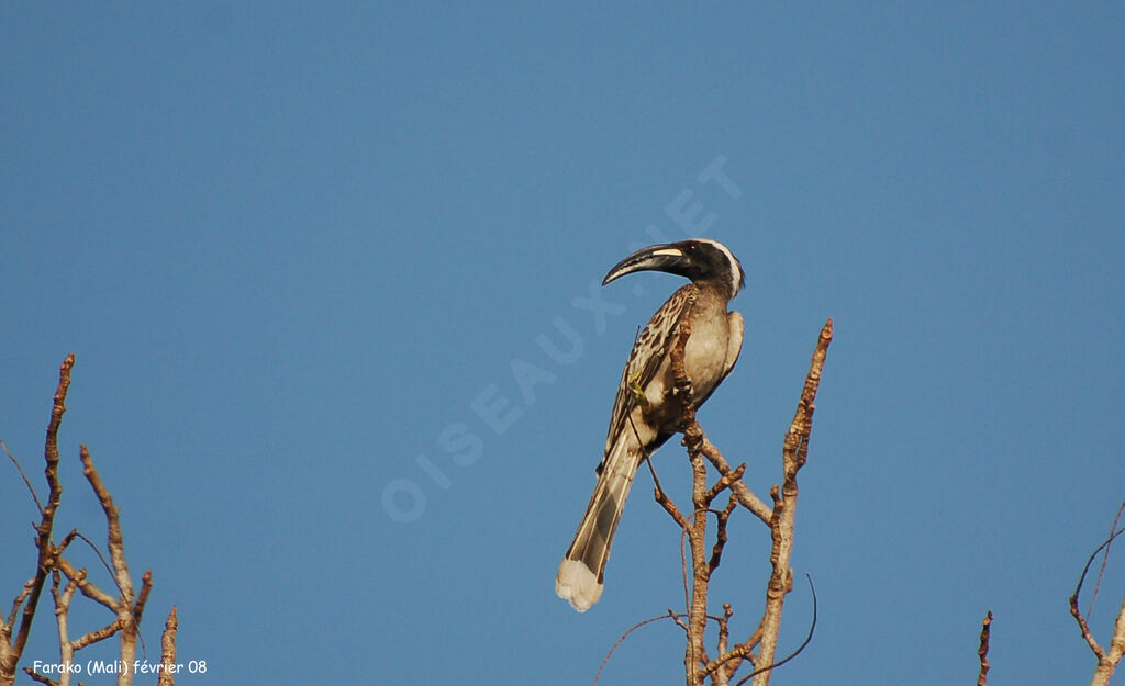 African Grey Hornbill