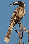 African Grey Hornbill