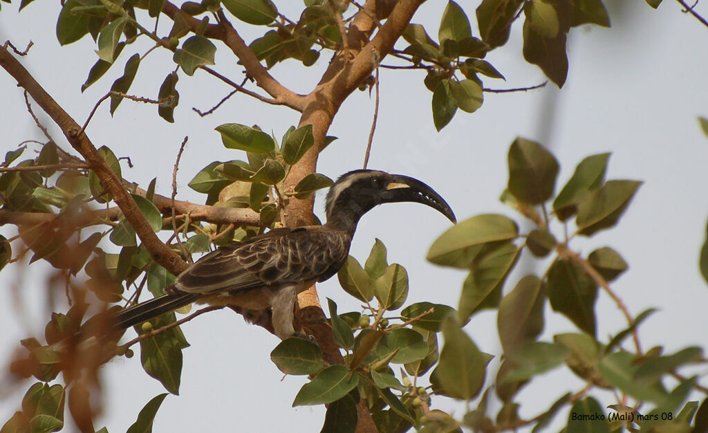 African Grey Hornbill