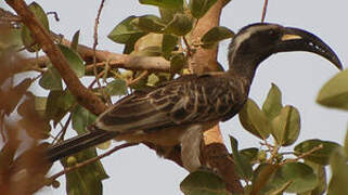 African Grey Hornbill