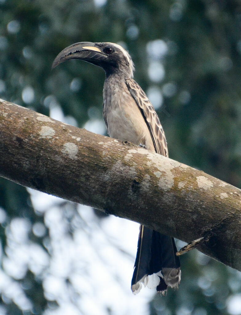 Calao à bec noiradulte, identification