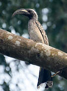 African Grey Hornbill