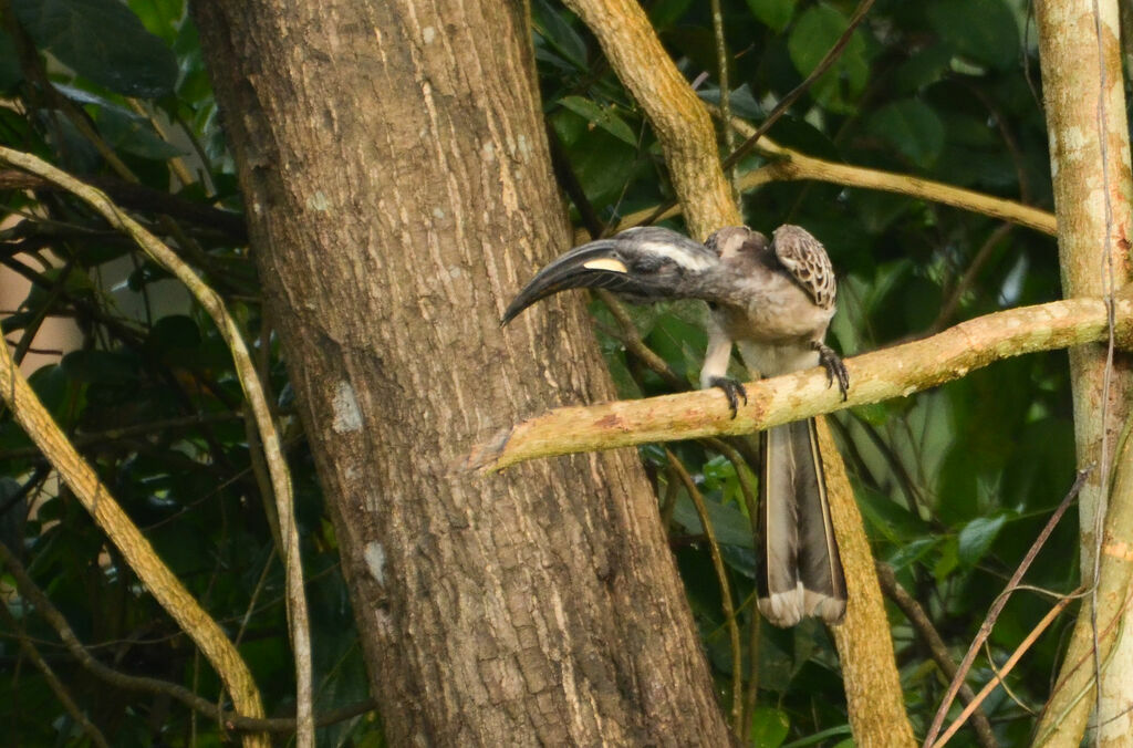 African Grey Hornbilladult