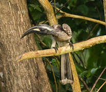 African Grey Hornbill