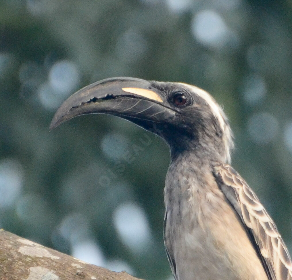 Calao à bec noiradulte, identification