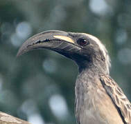 African Grey Hornbill