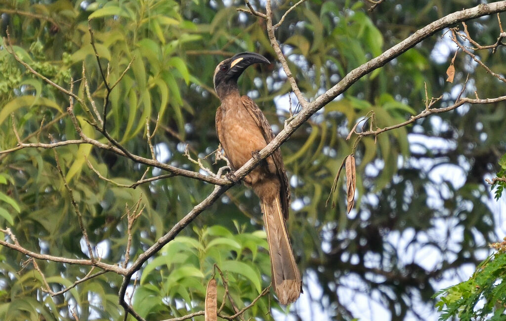 African Grey Hornbill, identification