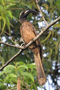 African Grey Hornbill