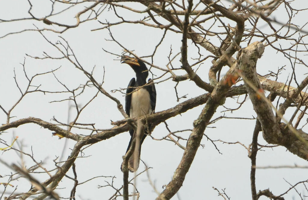 West African Pied Hornbilladult, identification, aspect