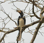 West African Pied Hornbill