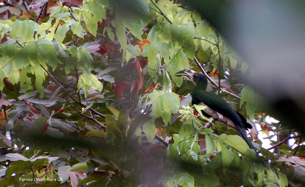 West African Pied Hornbilladult