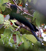 West African Pied Hornbill