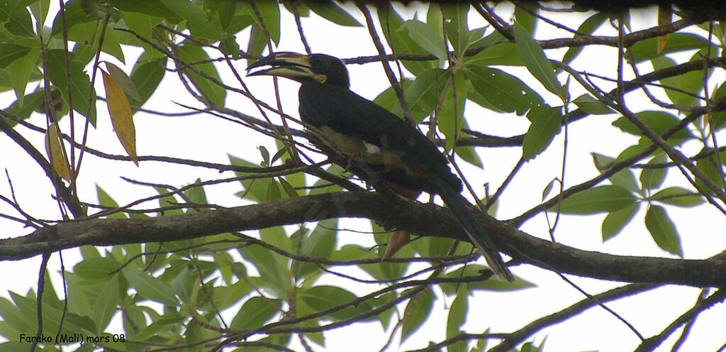 West African Pied Hornbilladult