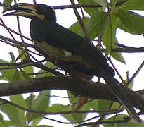 West African Pied Hornbill