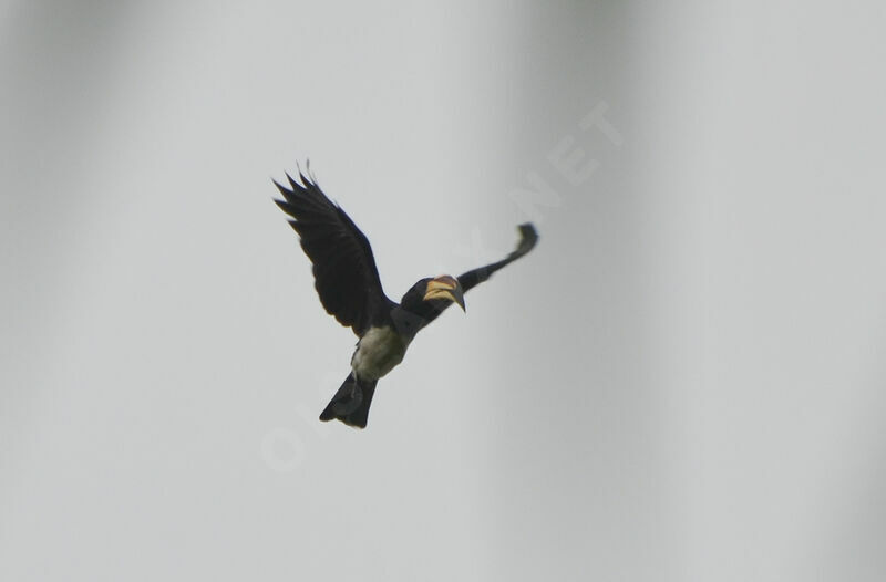 West African Pied Hornbill, Flight