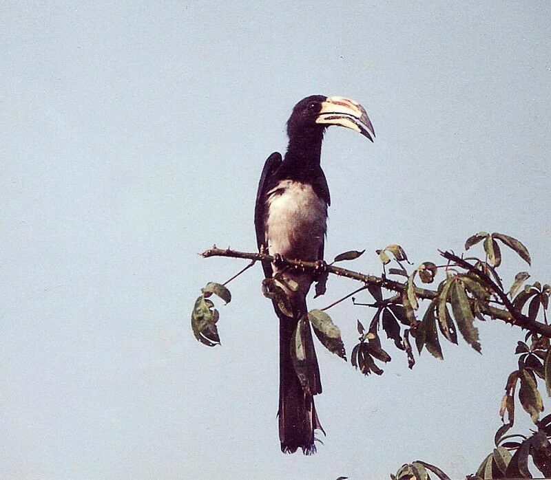 West African Pied Hornbill