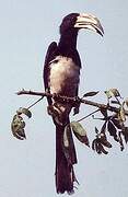 West African Pied Hornbill