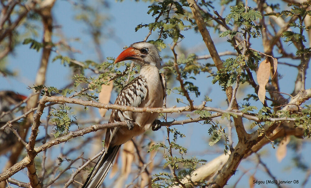 Western Red-billed Hornbilladult