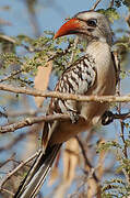 Western Red-billed Hornbill