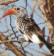 Western Red-billed Hornbill