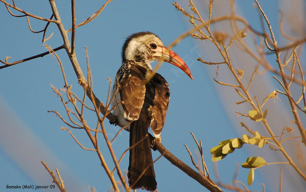 Western Red-billed Hornbill, identification