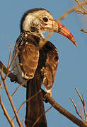 Western Red-billed Hornbill