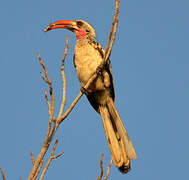 Western Red-billed Hornbill