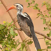 Western Red-billed Hornbill